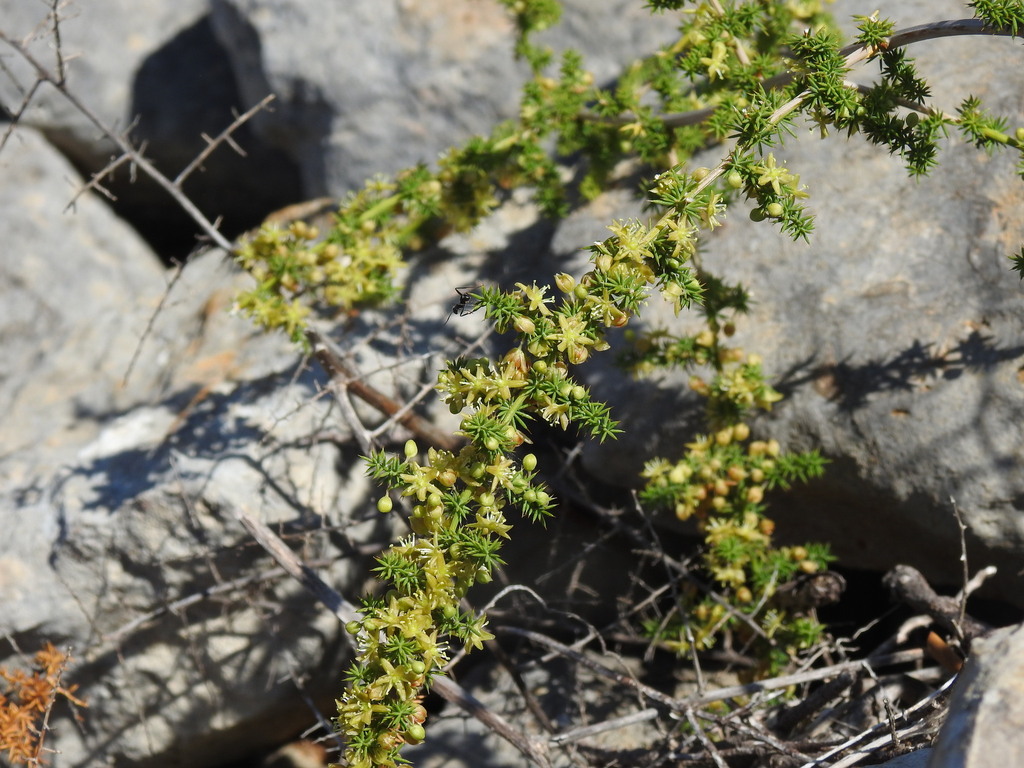 Wild asparagus (Asparagus acutifolius)