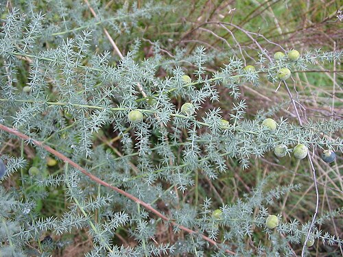 Wild asparagus (Asparagus acutifolius)