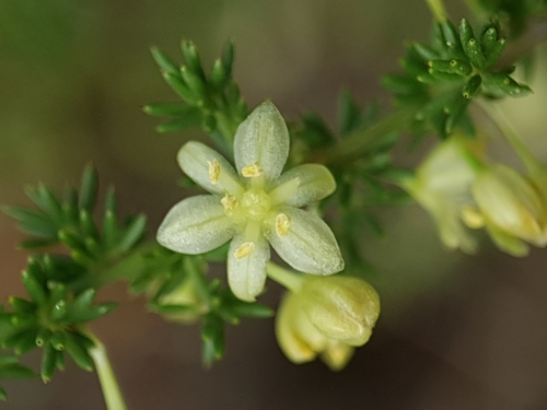 Wild asparagus (Asparagus acutifolius)