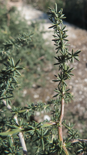 Wild asparagus (Asparagus acutifolius)