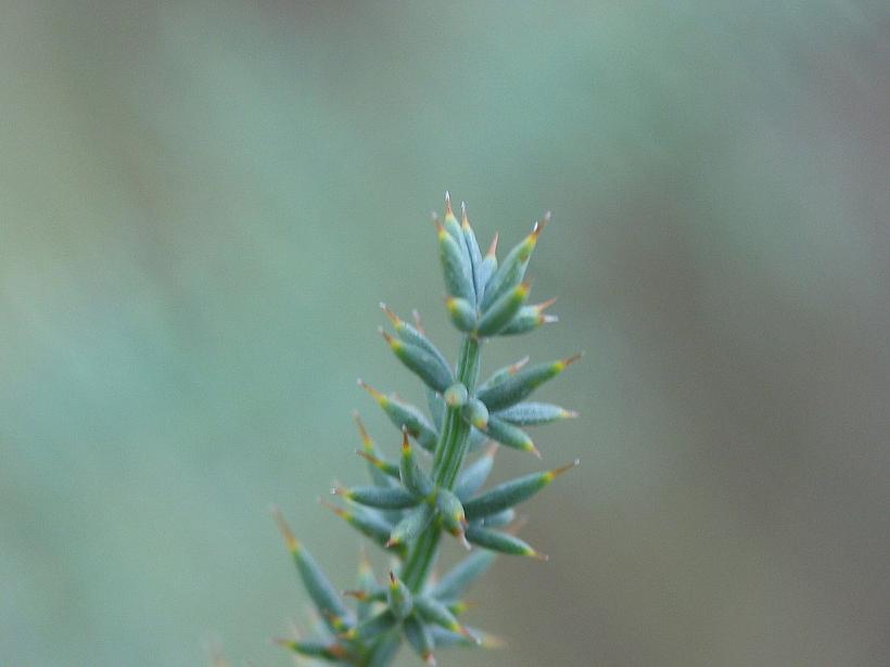 Wild asparagus (Asparagus acutifolius)