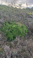 Sprenger's asparagus fern (Asparagus aethiopicus)