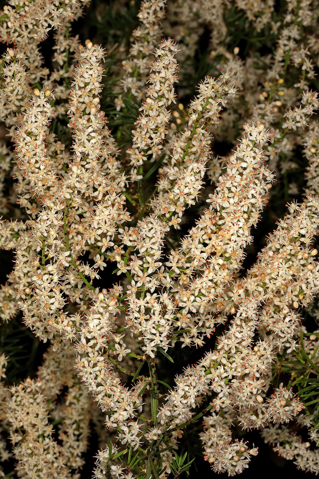 Sprenger's asparagus fern: Asparagus aethiopicus , inflorescences; coastal dune thicket, Quenera Holiday Resort, East London, Eastern Cape, South Africa