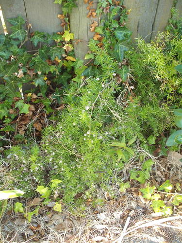 Sprenger's asparagus fern (Asparagus aethiopicus)
