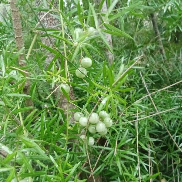 Sprenger's asparagus fern (Asparagus aethiopicus)