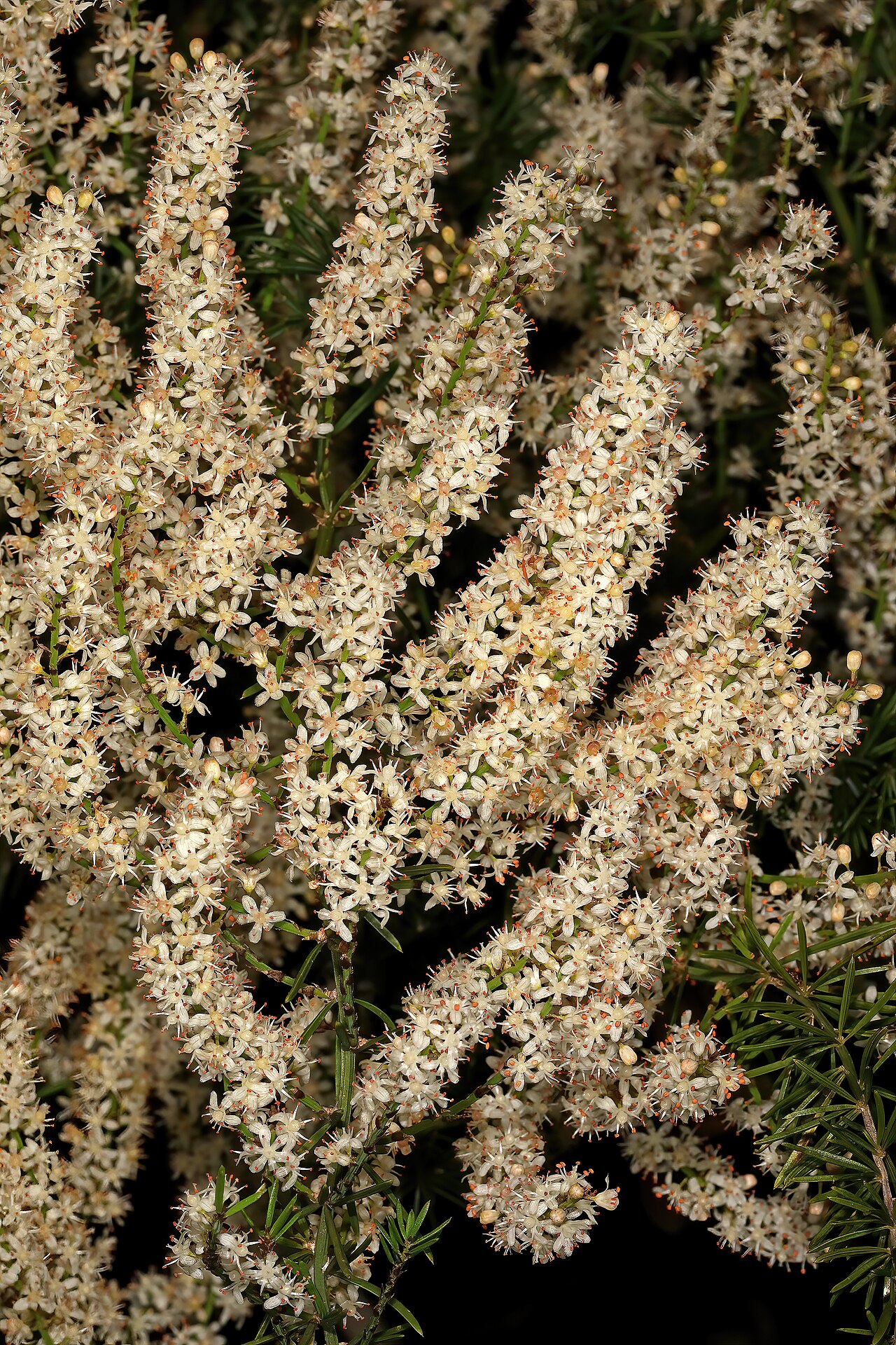 Sprenger's asparagus fern: Asparagus aethiopicus , inflorescences; coastal dune thicket, Quenera Holiday Resort, East London, Eastern Cape, South Africa