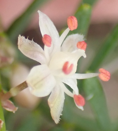 Sprenger's asparagus fern (Asparagus aethiopicus)
