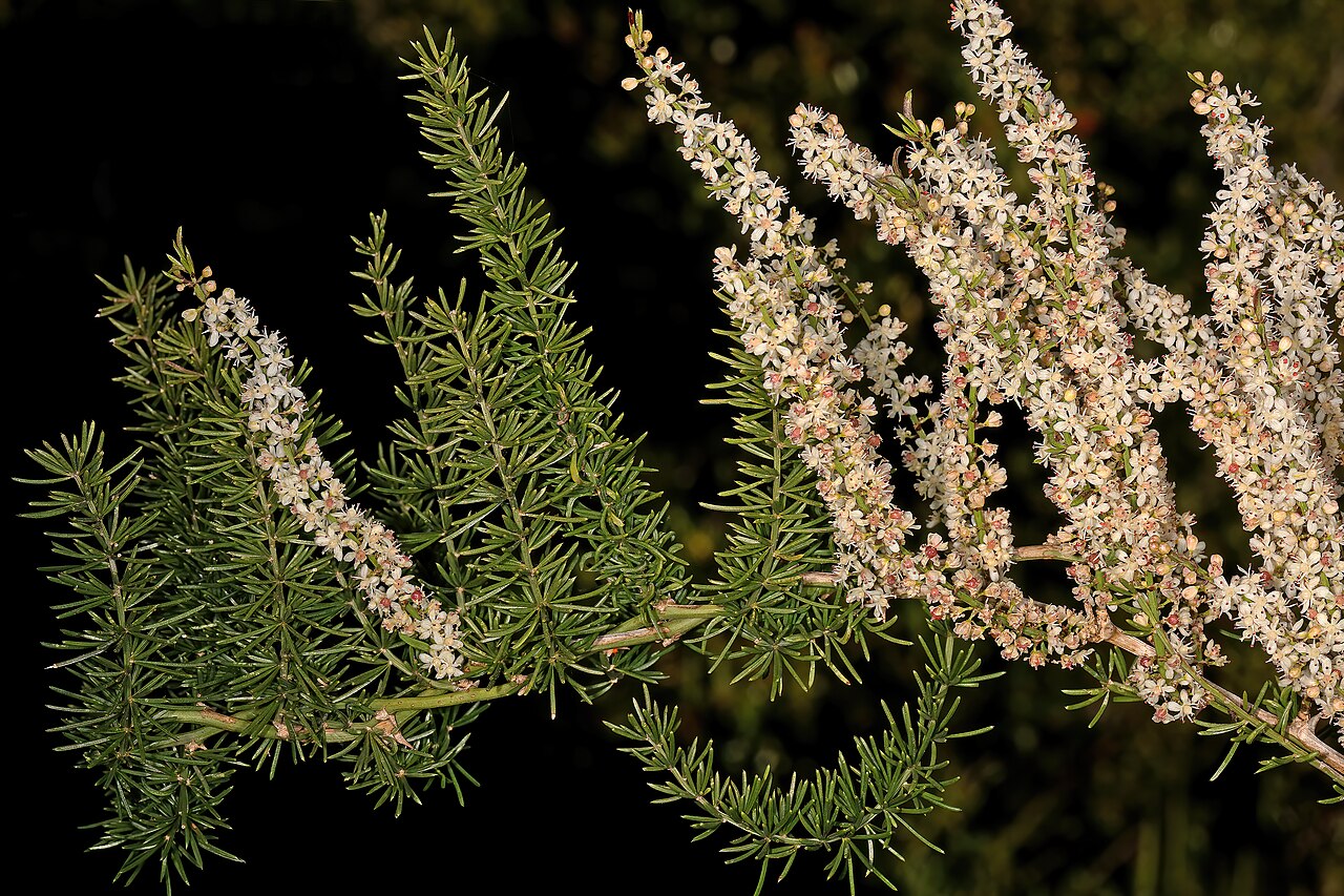 Sprenger's asparagus fern: Asparagus aethiopicus , inflorescences; creeper in coastal thicket, Great Fish Point, near lighthouse, Eastern Cape, South Africa