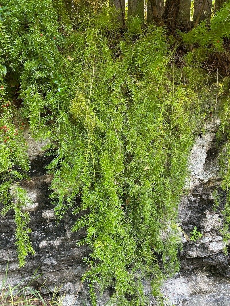 Sprenger's asparagus fern (Asparagus aethiopicus)