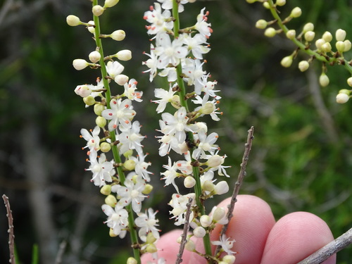 Sprenger's asparagus fern (Asparagus aethiopicus)