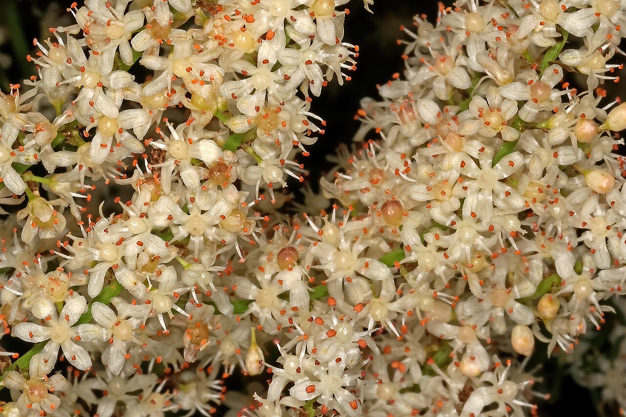 Sprenger's asparagus fern: Asparagus aethiopicus , inflorescences; coastal dune thicket, Quenera Holiday Resort, East London, Eastern Cape, South Africa