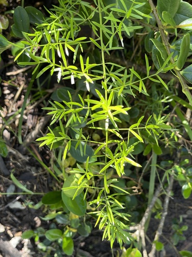 Sprenger's asparagus fern (Asparagus aethiopicus)