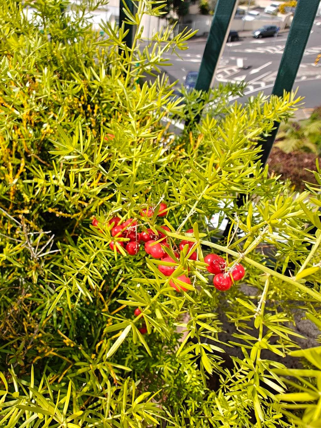 Sprenger's asparagus fern (Asparagus aethiopicus)