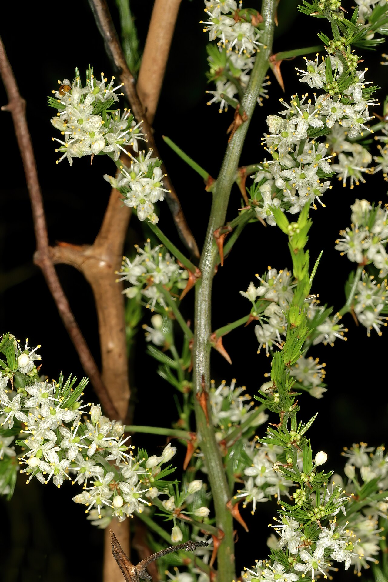 African asparagus: Asparagus africanus , flowers; scandent amongst sandstone rocks in grassland, Umtamvuna Nature Reserve, Port Edward, KwaZulu-Natal, South Africa