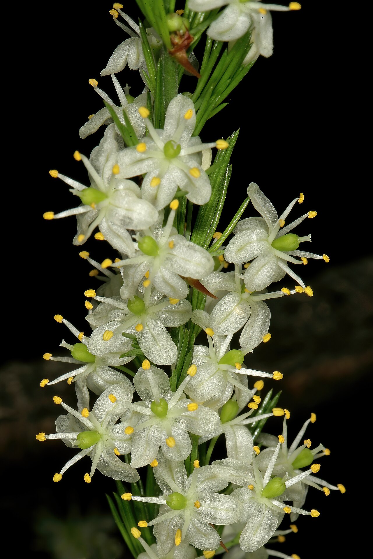 African asparagus: Asparagus africanus , flowers; scandent amongst sandstone rocks in grassland, Umtamvuna Nature Reserve, Port Edward, KwaZulu-Natal, South Africa