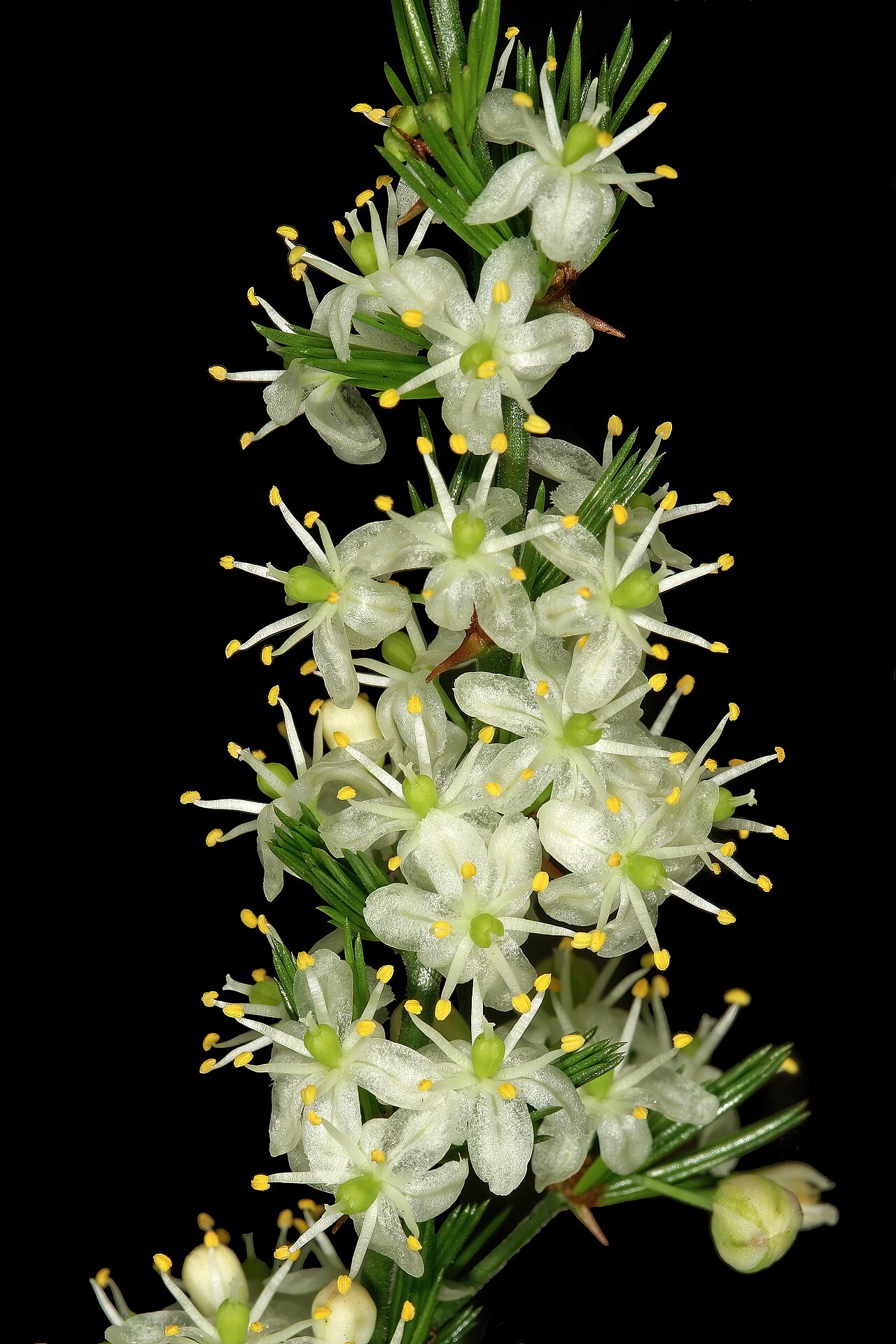 African asparagus: Asparagus africanus , flowers; scandent amongst sandstone rocks in grassland, Umtamvuna Nature Reserve, Port Edward, KwaZulu-Natal, South Africa