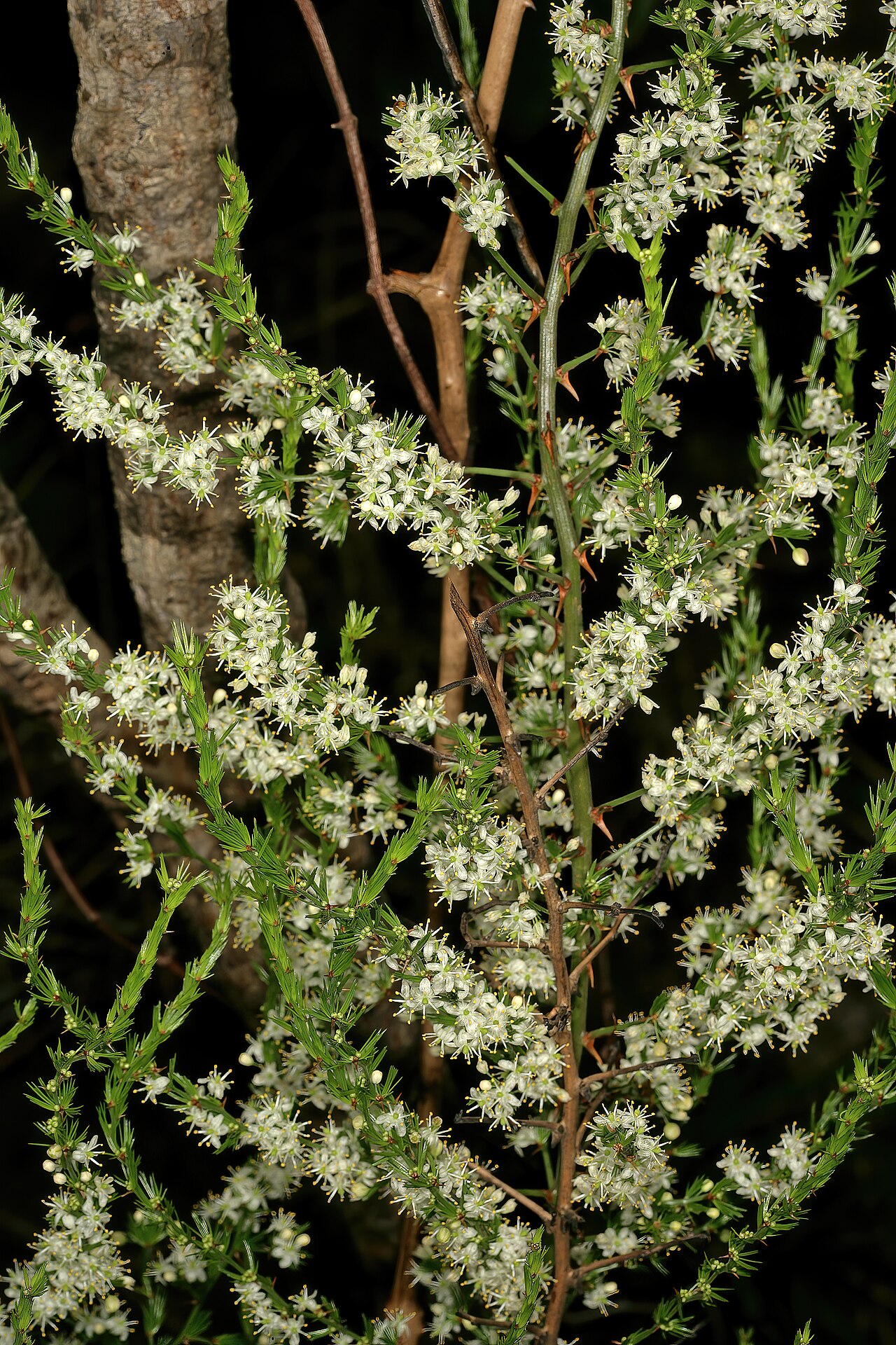 African asparagus: Asparagus africanus , flowers; scandent amongst sandstone rocks in grassland, Umtamvuna Nature Reserve, Port Edward, KwaZulu-Natal, South Africa