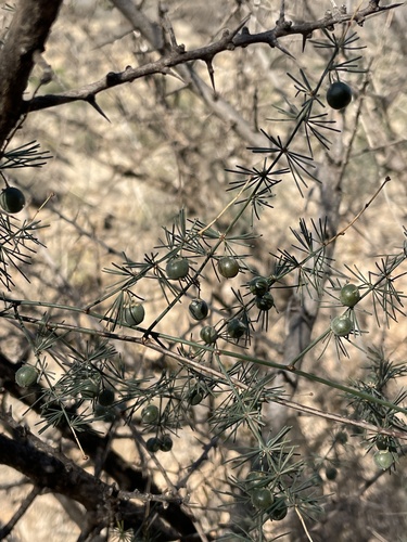 Asparagus altissimus (Asparagus altissimus)