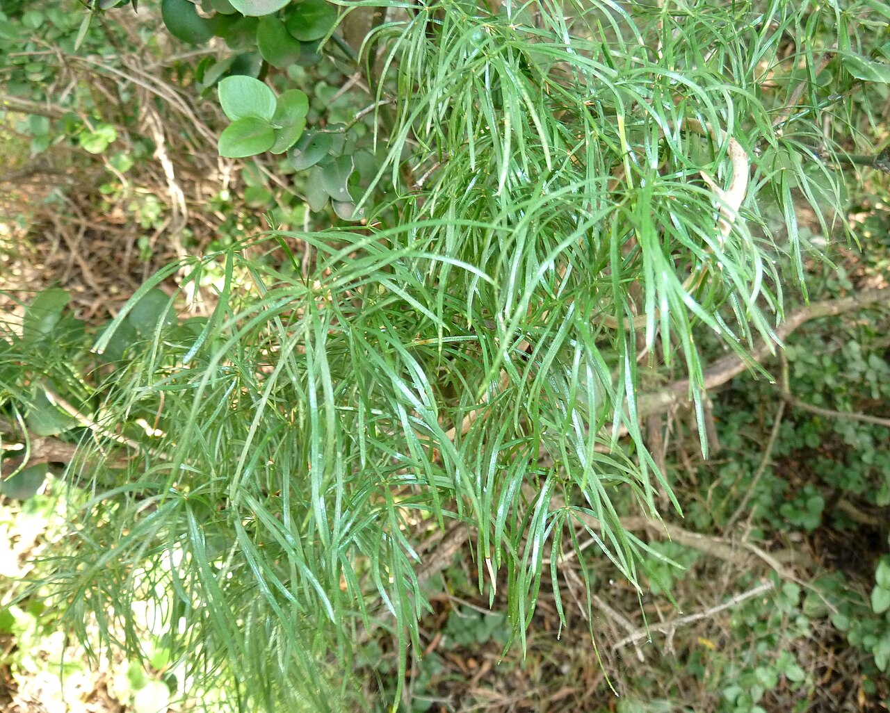 Asparagus angusticladus: Asparagus angusticladus on the Phalandingwe trail at Pelindaba