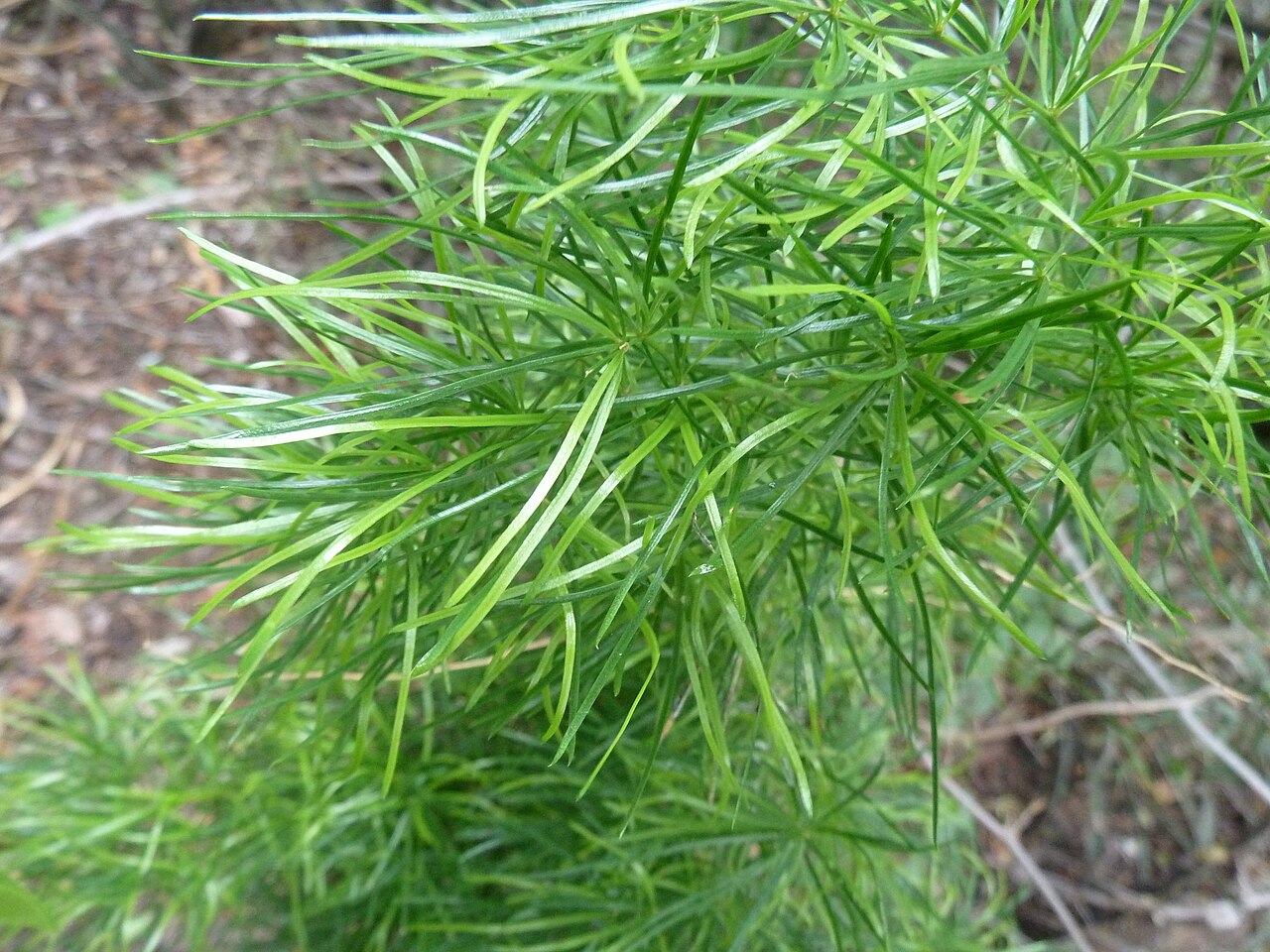 Asparagus angusticladus: Asparagus angusticladus in Roodeplaat Nature Reserve near Pretoria. Foliage looking green and fresh after good rains.