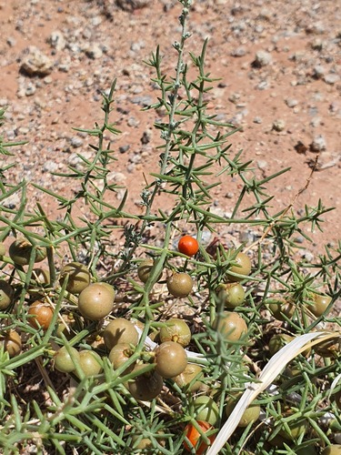 Asparagus brachyphyllus (Asparagus brachyphyllus)