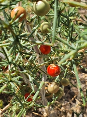 Asparagus brachyphyllus (Asparagus brachyphyllus)
