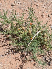 Asparagus brachyphyllus (Asparagus brachyphyllus)