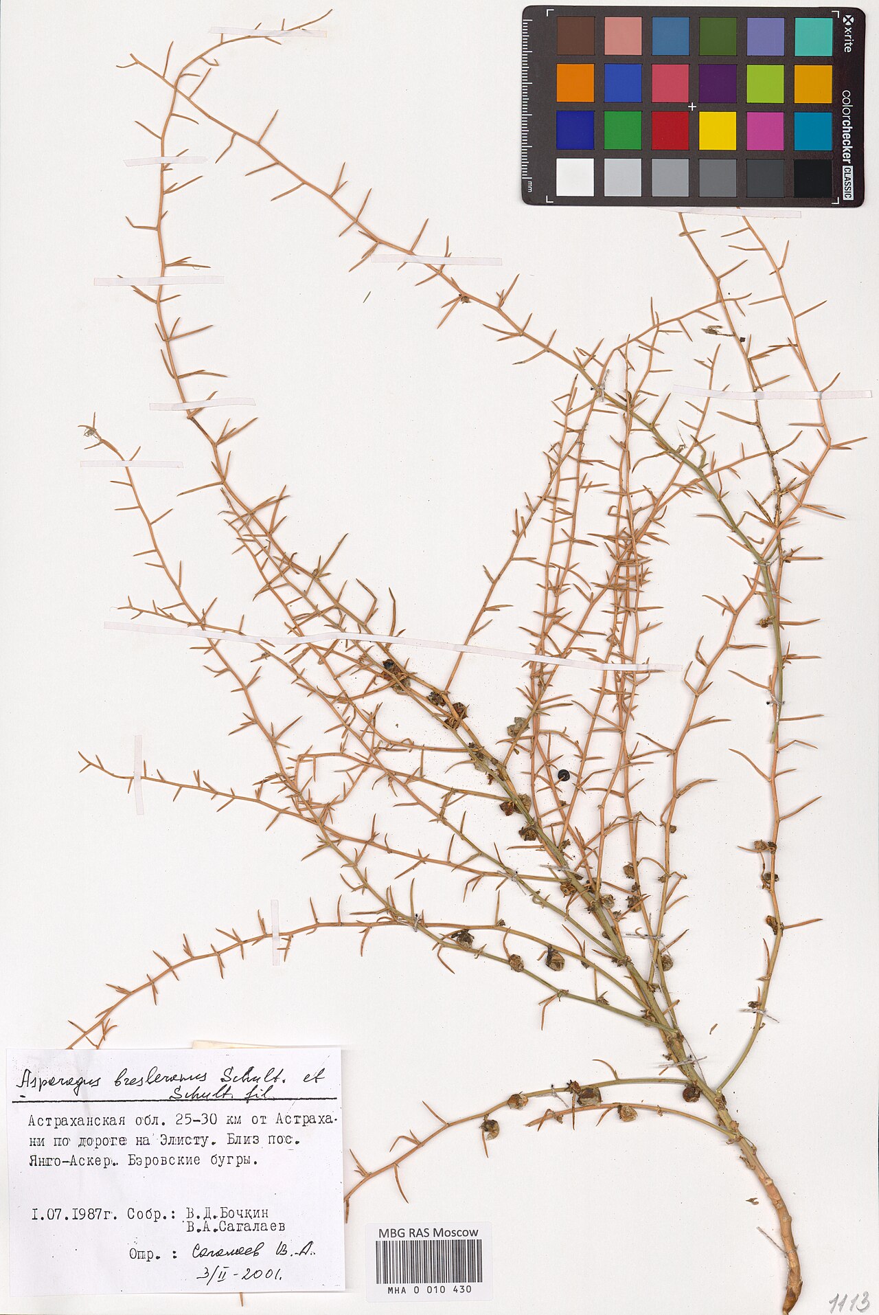 Asparagus breslerianus: Asparagus breslerianus — Herbarium specimen from Astrakhan Oblast, Russian Federation. Collected by V.D. Bochkin (1987-07-01). Recorded in GBIF occurrence 29854