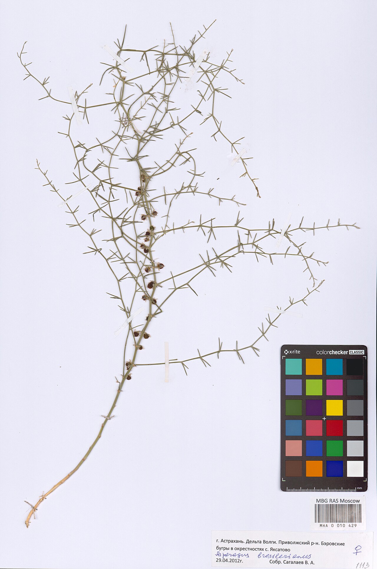 Asparagus breslerianus: Asparagus breslerianus — Herbarium specimen from Astrakhan Oblast, Russian Federation. Collected by Sagalaev V.A. (2012-04-29). Recorded in GBIF occurrence 2985