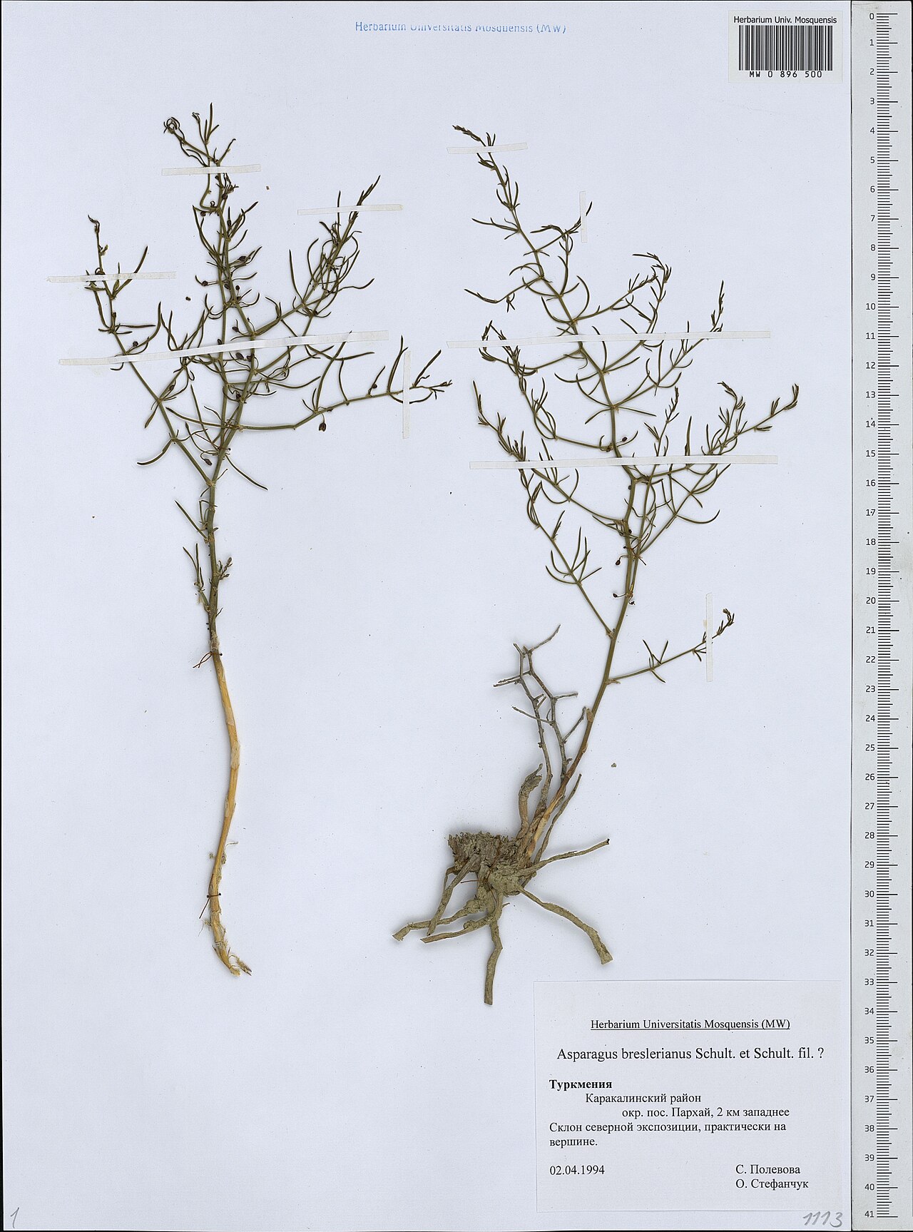 Asparagus breslerianus: Asparagus breslerianus — Herbarium specimen from Turkmenistan. Collected by S. Polevova|O. Stefanchuk (1994-04-02). Recorded in GBIF occurrence 1949961977 .