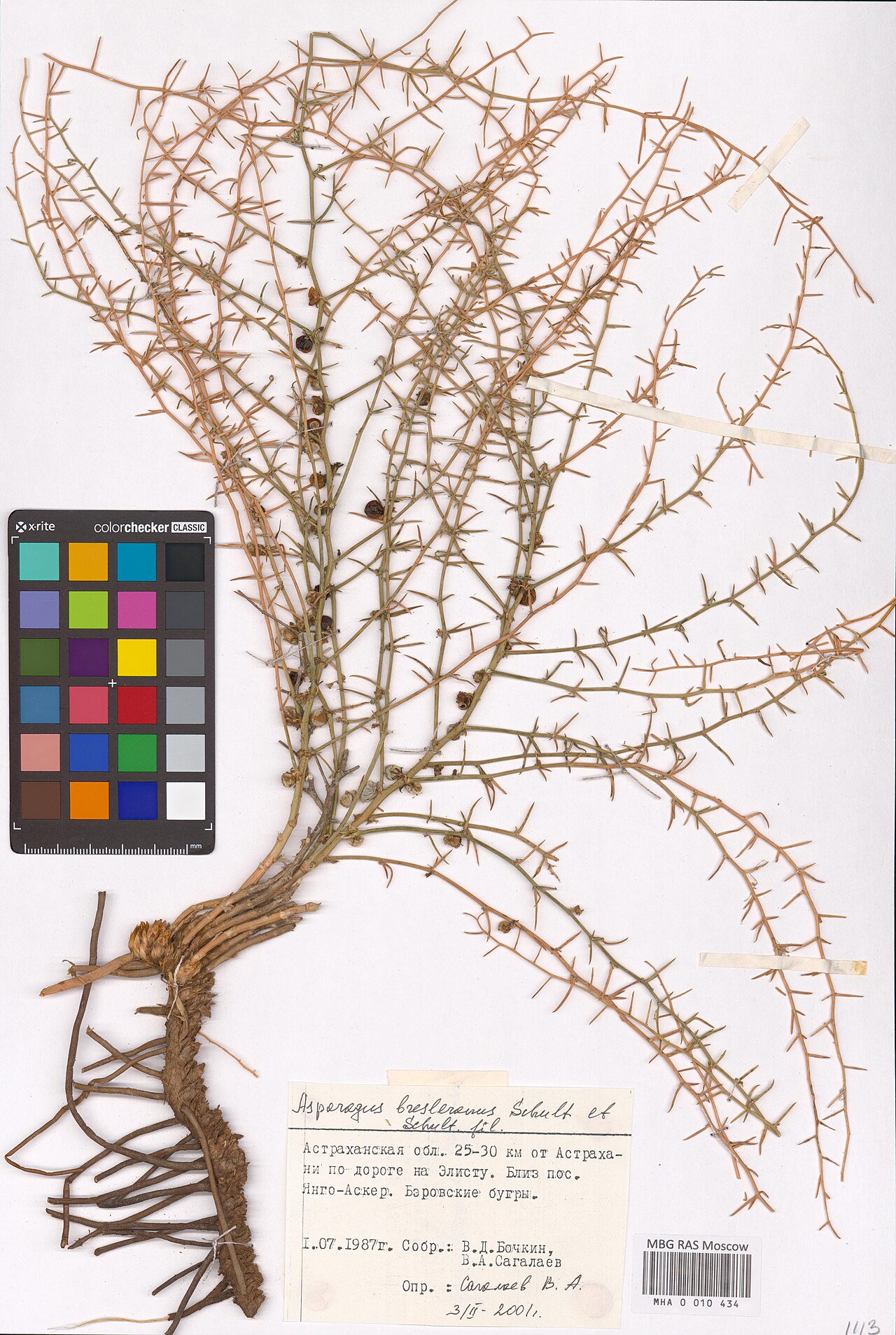 Asparagus breslerianus: Asparagus breslerianus — Herbarium specimen from Astrakhan Oblast, Russian Federation. Collected by V.D. Bochkin (1987-07-01). Recorded in GBIF occurrence 29854
