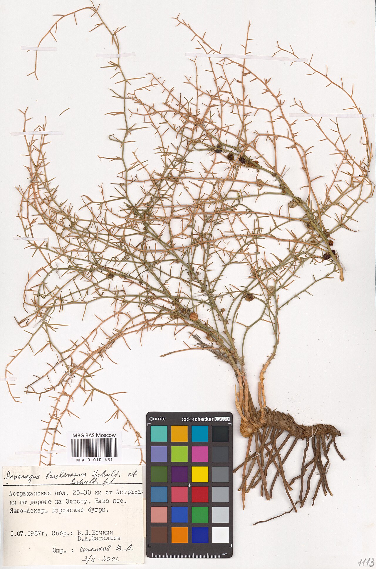 Asparagus breslerianus: Asparagus breslerianus — Herbarium specimen from Astrakhan Oblast, Russian Federation. Collected by V.D. Bochkin (1987-07-01). Recorded in GBIF occurrence 29854