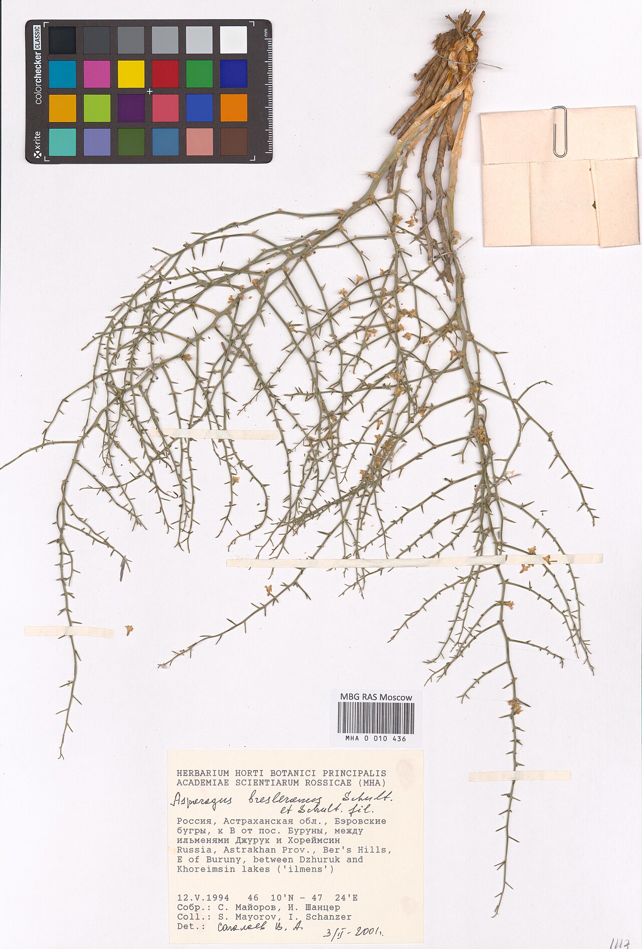 Asparagus breslerianus: Asparagus breslerianus — Herbarium specimen from Astrakhan Oblast, Russian Federation. Collected by S. Mayorov == S. Mayorov (1994-05-12). Recorded in GBIF occu