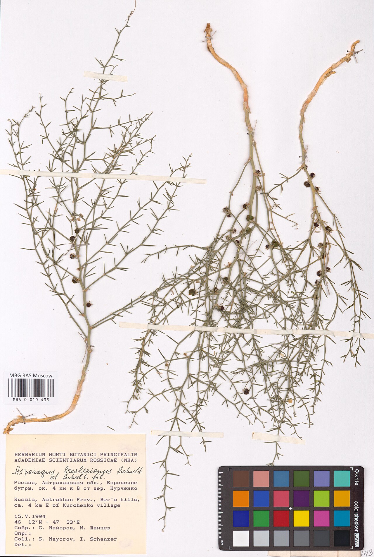 Asparagus breslerianus: Asparagus breslerianus — Herbarium specimen from Astrakhan Oblast, Russian Federation. Collected by S. Mayorov == S. Mayorov (1994-05-15). Recorded in GBIF occu