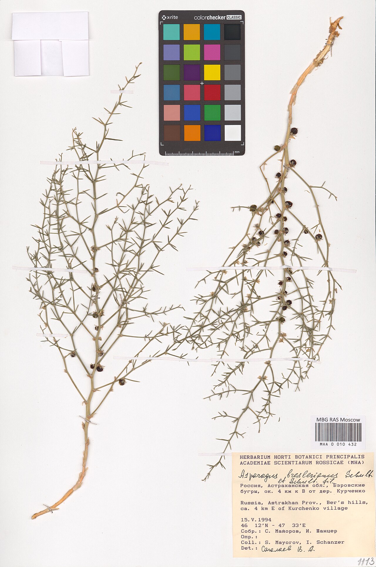 Asparagus breslerianus: Asparagus breslerianus — Herbarium specimen from Astrakhan Oblast, Russian Federation. Collected by S. Mayorov == S. Mayorov (1994-05-15). Recorded in GBIF occu