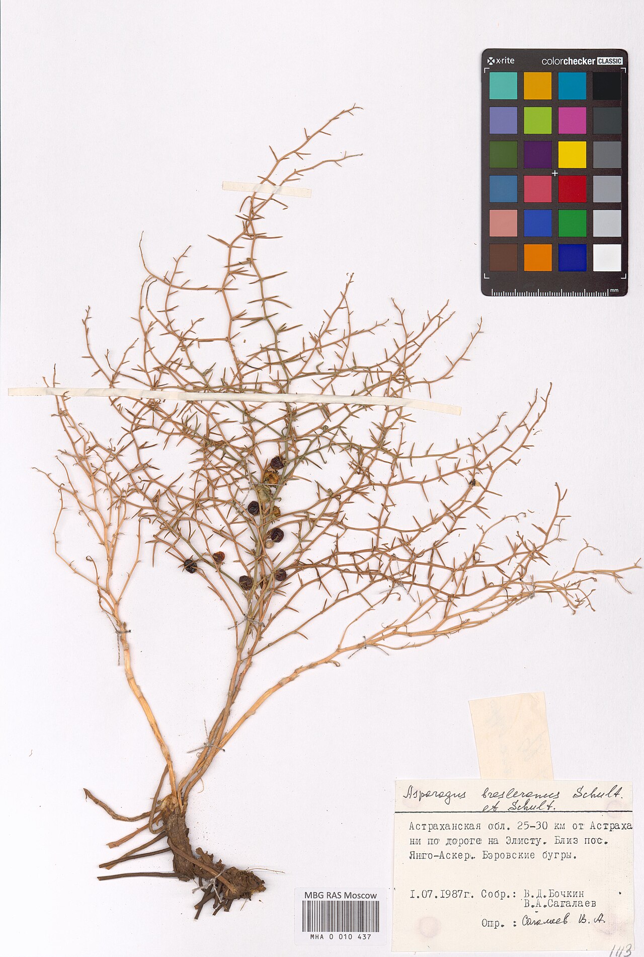 Asparagus breslerianus: Asparagus breslerianus — Herbarium specimen from Astrakhan Oblast, Russian Federation. Collected by V.D. Bochkin (1987-07-01). Recorded in GBIF occurrence 29853