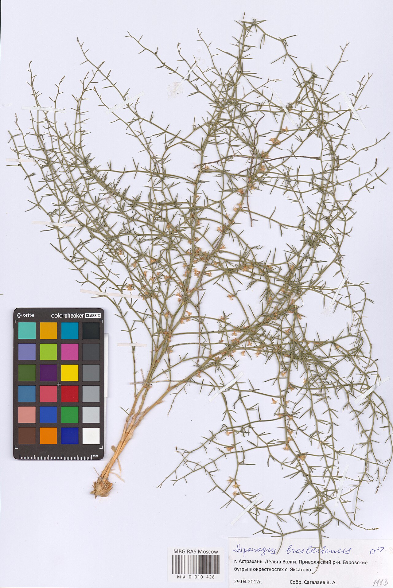 Asparagus breslerianus: Asparagus breslerianus — Herbarium specimen from Astrakhan Oblast, Russian Federation. Collected by Sagalaev V.A. (2012-04-29). Recorded in GBIF occurrence 2985