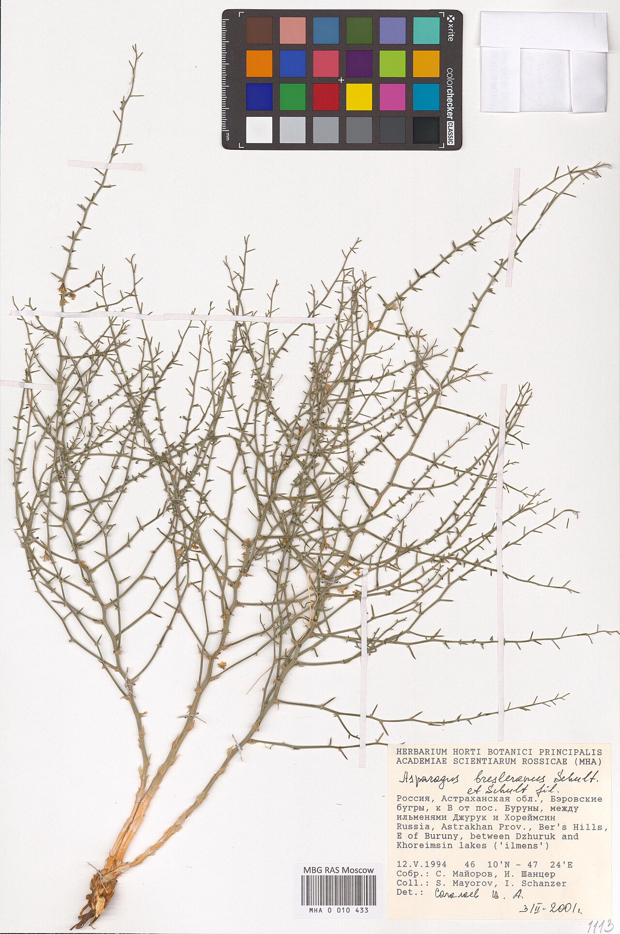 Asparagus breslerianus: Asparagus breslerianus — Herbarium specimen from Astrakhan Oblast, Russian Federation. Collected by S. Mayorov == S. Mayorov (1994-05-12). Recorded in GBIF occu