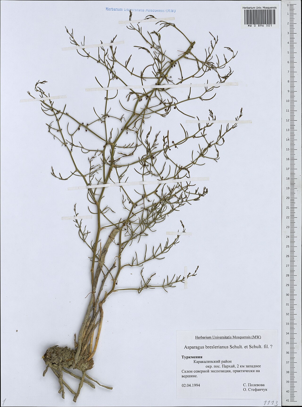 Asparagus breslerianus: Asparagus breslerianus — Herbarium specimen from Turkmenistan. Collected by S. Polevova|O. Stefanchuk (1994-04-02). Recorded in GBIF occurrence 1949961866 .
