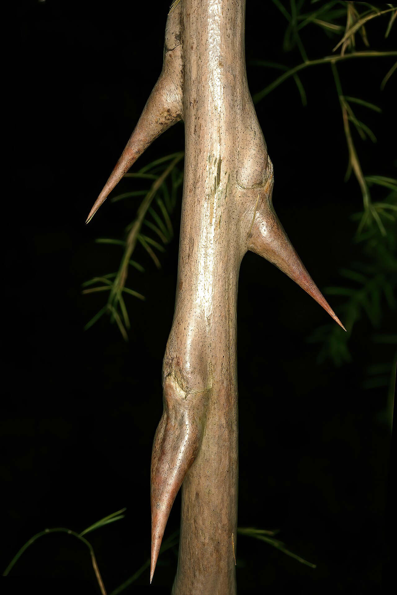 Wild asparagus: Asparagus buchananii , stem with characteristic backward-pointing spines; Lowveld National Botanical Garden (natural), Nelspruit, Mpumalanga, South Africa