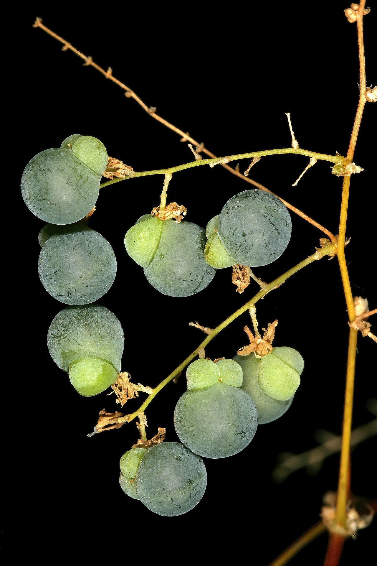 Wild asparagus: Asparagus buchananii , immature fruit; aborted locules pale green and conspicuous. Blydepoort Nature Reserve, Forever Resorts, Top Camp, Mpumalanga, South Afric