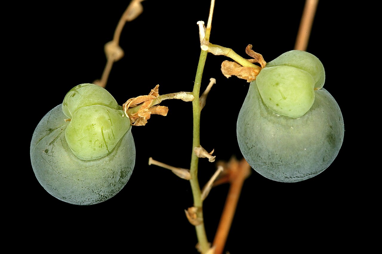 Wild asparagus: Asparagus buchananii , immature fruit; aborted locules pale green and conspicuous. Blydepoort Nature Reserve, Forever Resorts, Top Camp, Mpumalanga, South Afric