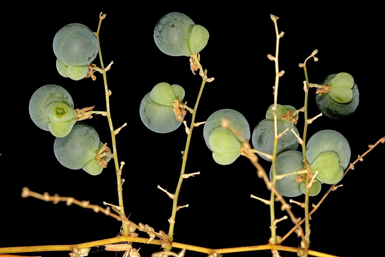Wild asparagus: Asparagus buchananii , immature fruit; aborted locules pale green and conspicuous. Blydepoort Nature Reserve, Forever Resorts, Top Camp, Mpumalanga, South Afric