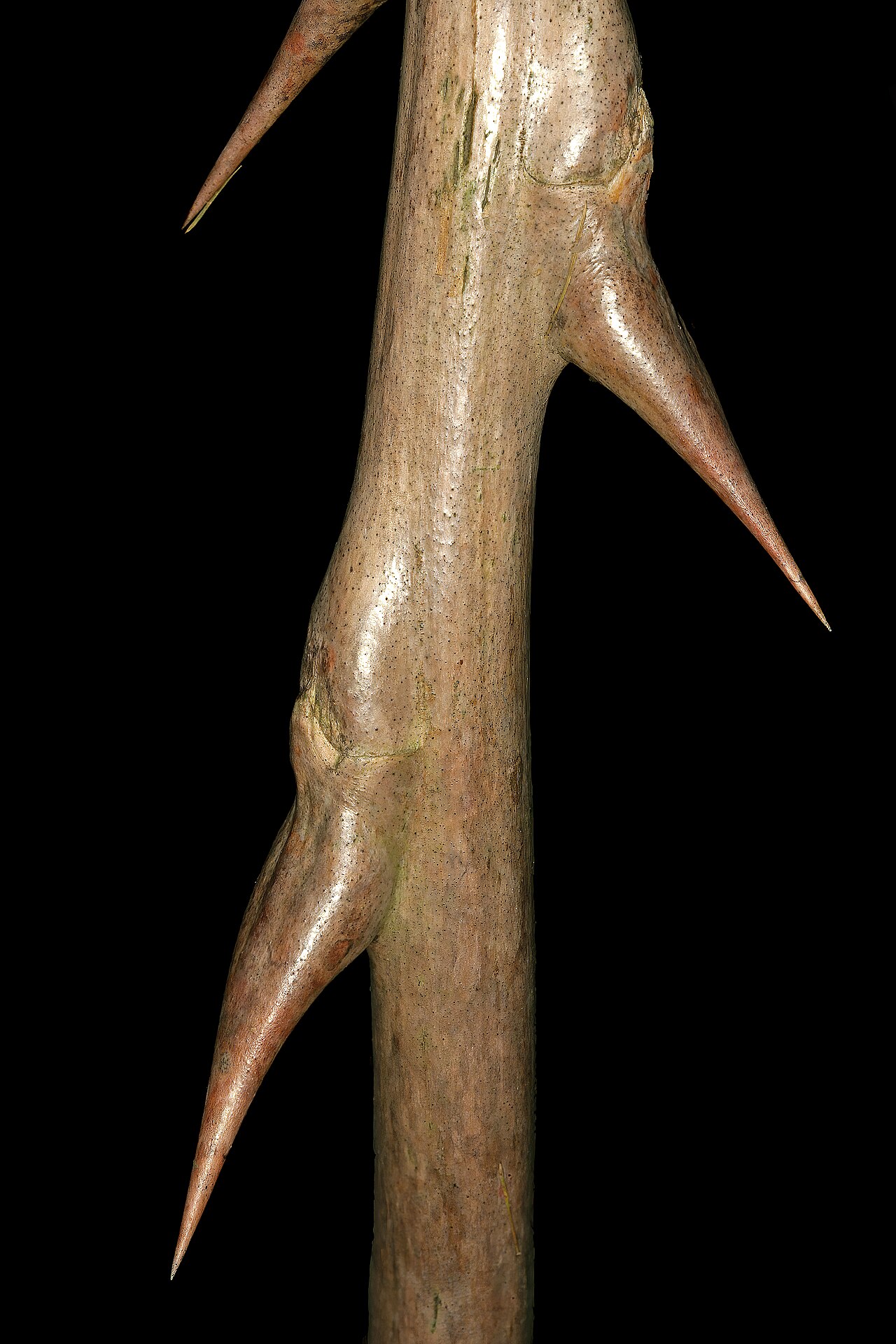 Wild asparagus: Asparagus buchananii , stem with characteristic backward-pointing spines; Lowveld National Botanical Garden (natural), Nelspruit, Mpumalanga, South Africa