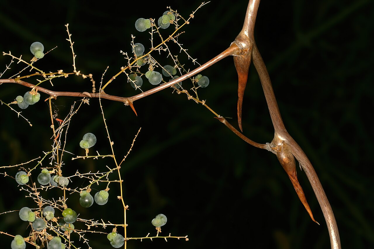 Wild asparagus: Asparagus buchananii , backward-pointing spines and immature fruit; aborted locules pale green and conspicuous. Blydepoort Nature Reserve, Forever Resorts, Top