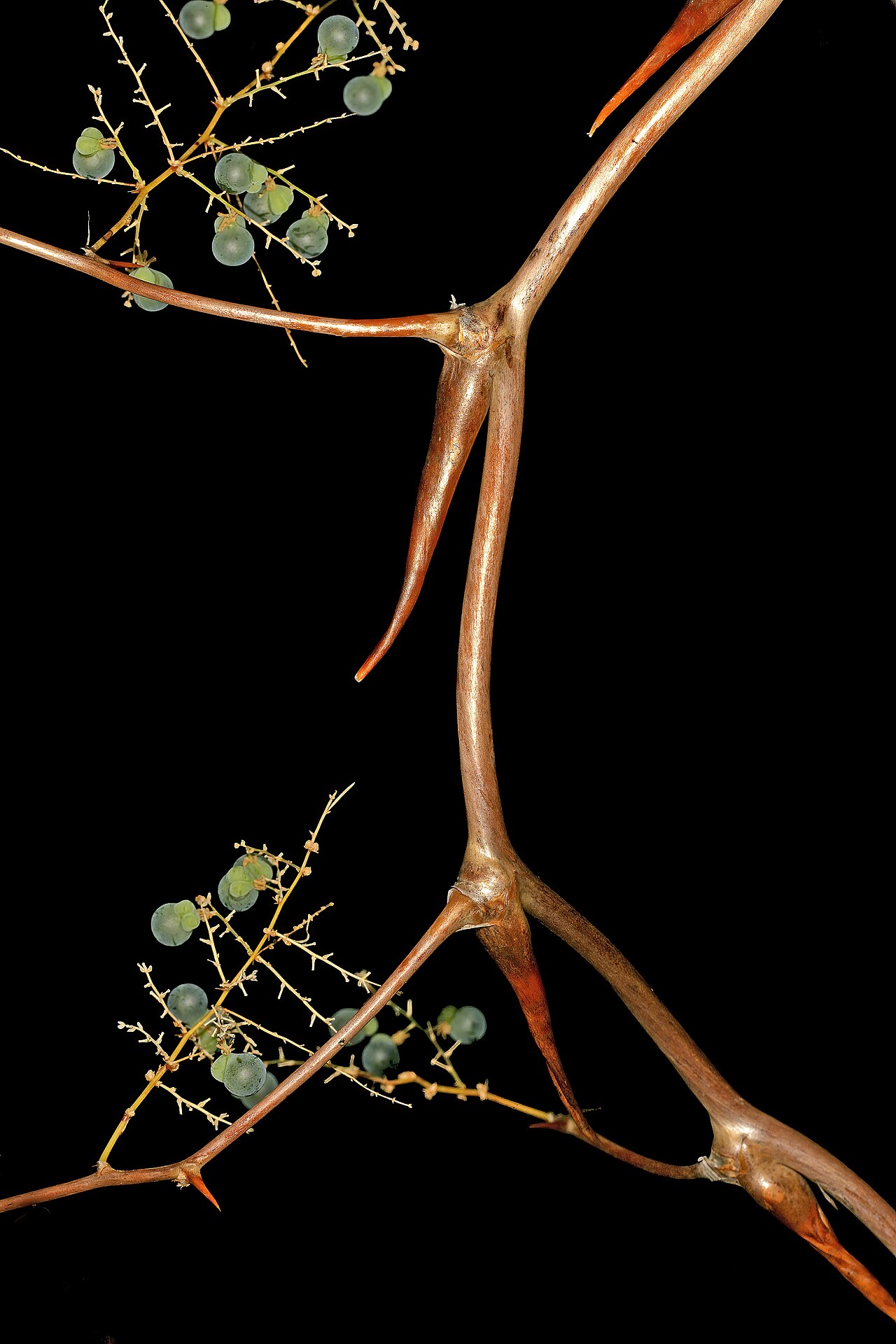 Wild asparagus: Asparagus buchananii , backward-pointing spines and immature fruit; aborted locules pale green and conspicuous. Blydepoort Nature Reserve, Forever Resorts, Top