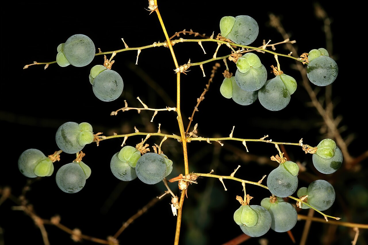 Wild asparagus: Asparagus buchananii , immature fruit; aborted locules pale green and conspicuous. Blydepoort Nature Reserve, Forever Resorts, Top Camp, Mpumalanga, South Afric