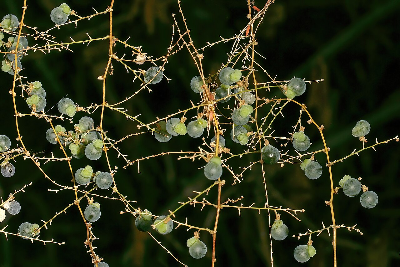 Wild asparagus: Asparagus buchananii , immature fruit; aborted locules pale green and conspicuous. Blydepoort Nature Reserve, Forever Resorts, Top Camp, Mpumalanga, South Afric