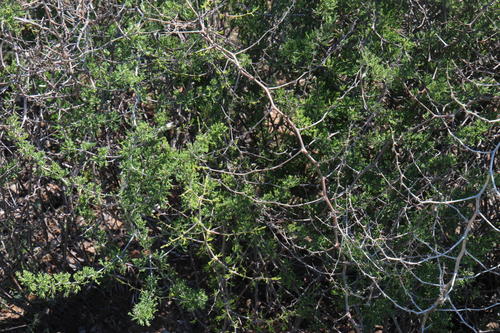 Asparagus burchellii (Asparagus burchellii)