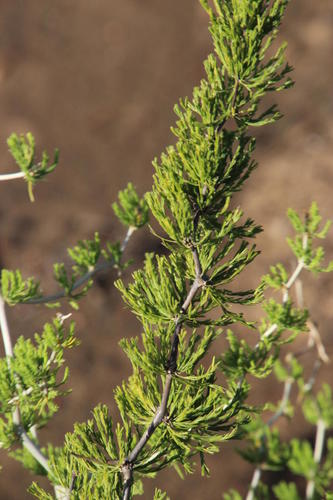 Asparagus burchellii (Asparagus burchellii)